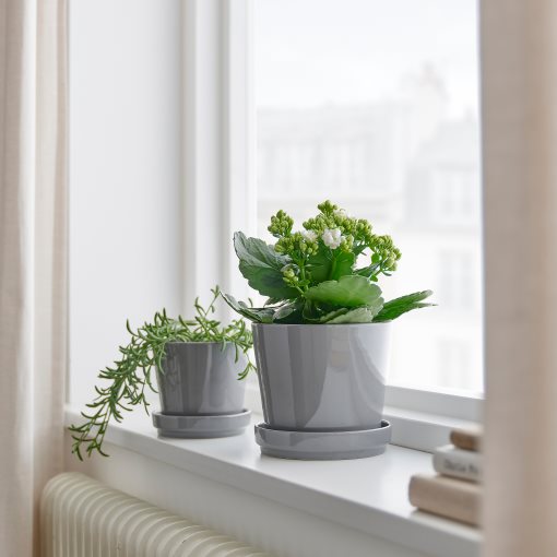 KALANCHOE, potted plant/Flaming Katy, 10.5 cm, 705.751.55