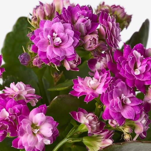 KALANCHOE, potted plant/Flaming Katy, 10.5 cm, 705.751.55