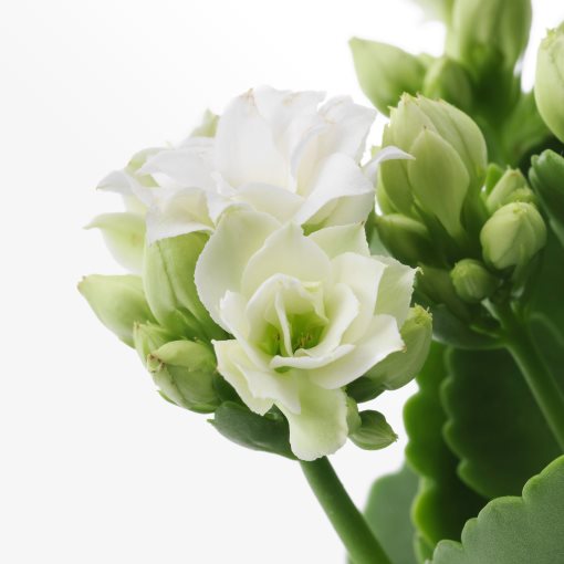 KALANCHOE, potted plant/Flaming Katy, 10.5 cm, 705.751.55