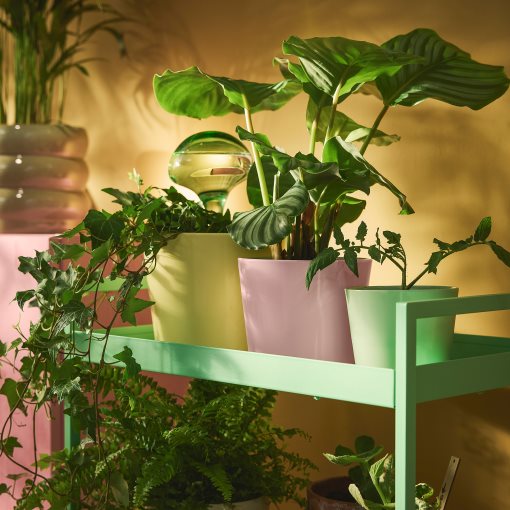 SOJABÖNA, plant pot, 9 cm, 706.119.45