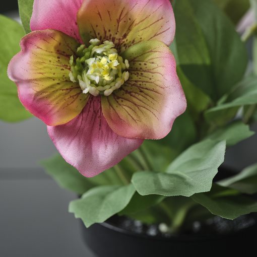 FEJKA, artificial potted plant in/outdoor/Christmas rose, 9 cm, 706.373.18