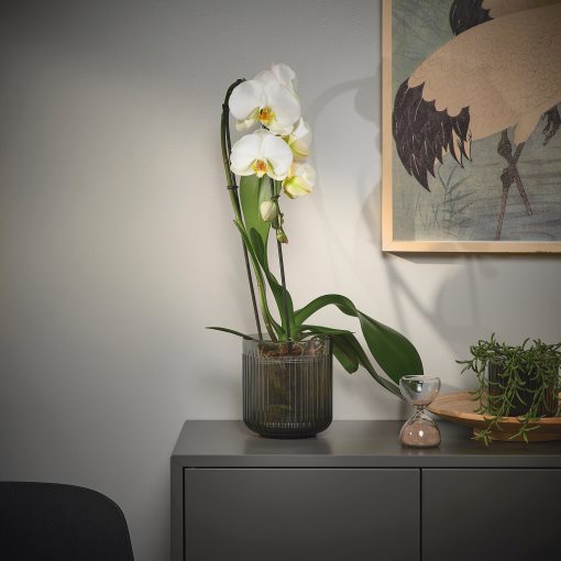 PHALAENOPSIS, Φυτό, Ορχιδέα, 803.291.64