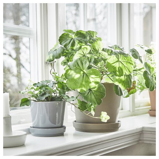 KLARBÄR, κασπό με πιάτο/εσωτερικού/εξωτερικού χώρου, 15 cm, 805.084.29