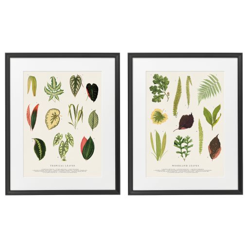 KNOPPÄNG, frame with poster/collage of leaves set of 2, 40x50 cm, 805.704.78