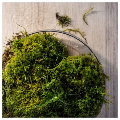 SILKESTRÄD, scented tealight/dew & moss/30 pack, 3.5 hr, 805.705.53