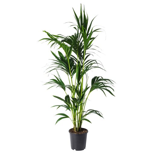HOWEA FORSTERIANA, potted plant, 24cm, 805.801.99