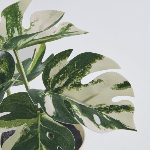 FEJKA, τεχνητό φυτό σε γλάστρα εσωτερικού/εξωτερικού χώρου/Mονστέρα, 6 cm, 805.932.05