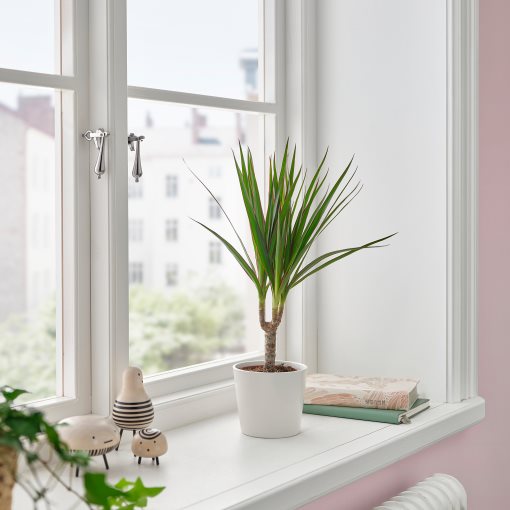 DRACAENA, potted plant/Dragon tree, 9 cm, 805.986.89