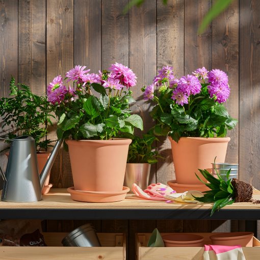 DAHLIA, φυτό σε γλάστρα/Ντάλια, 23 cm, 905.532.56