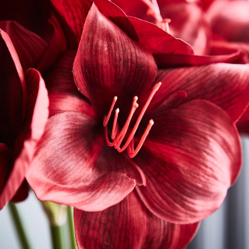 VINTERFINT, artificial flower in/outdoor/Amaryllis, 60 cm, 906.365.15