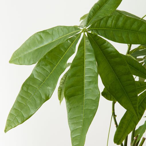 PACHIRA, potted plant, Guinea chestnut, 001.185.23