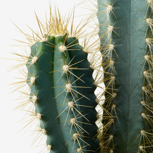 CACTACEAE, potted plant, 003.109.60