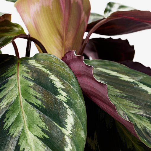 CALATHEA, potted plant, Calathea, 102.588.29