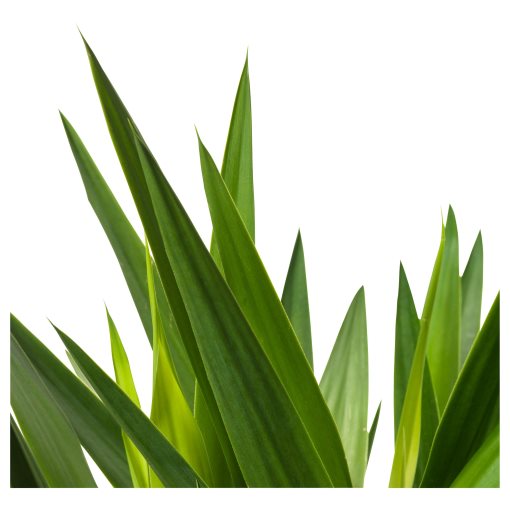 YUCCA, φυτό, 103.293.08
