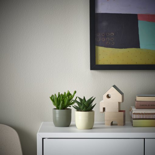 SUCCULENT, potted plant with pot/Succulent, 6 cm, 105.986.83