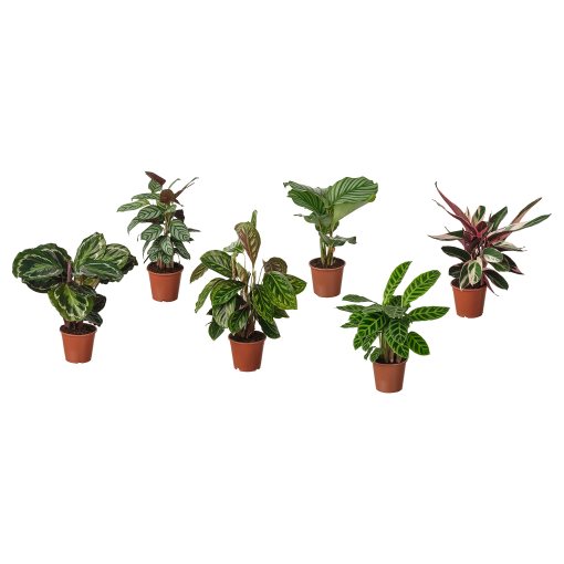 BROKSPIREA, plant pot, 12 cm, 105.986.97