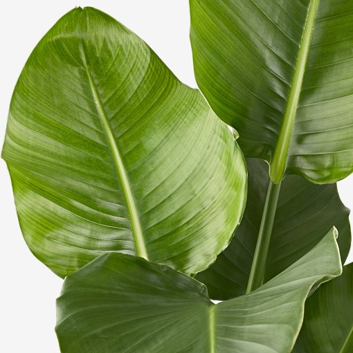 STRELITZIA, potted plant, Bird of paradise, 204.662.53