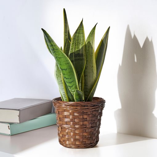 KLIBBAL, plant pot, 9 cm, 205.712.11