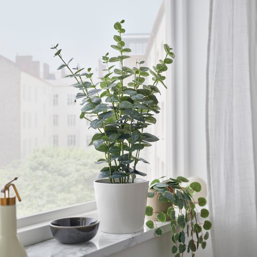 FEJKA, artificial potted plant in/outdoor/eucalyptus, 15 cm, 206.152.72