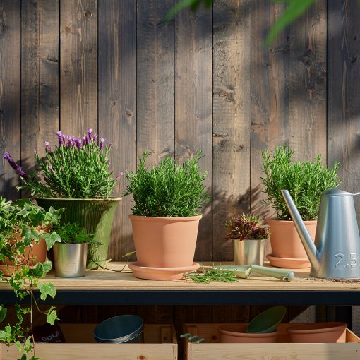 ROSMARINUS, φυτό σε γλάστρα/Δεντρολίβανο, 14 cm, 206.239.98