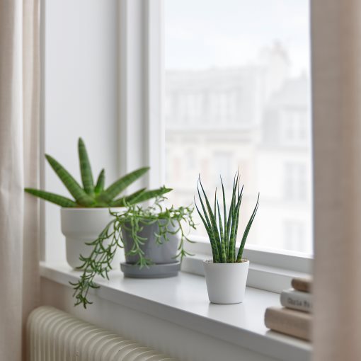 SANSEVIERIA, φυτό σε γλάστρα με κασπό, Σανσεβέρια, 304.020.34