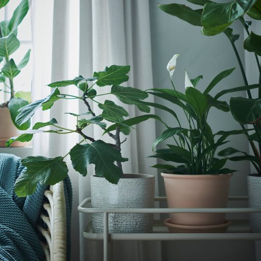 MUSKOTBLOMMA, γλάστρα με πιάτο εσωτερικού/εξωτερικού χώρου, 15 cm, 304.548.91