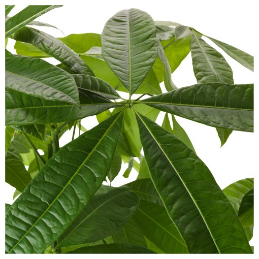 PACHIRA, potted plant/Guinea chestnut, 9 cm, 305.986.96