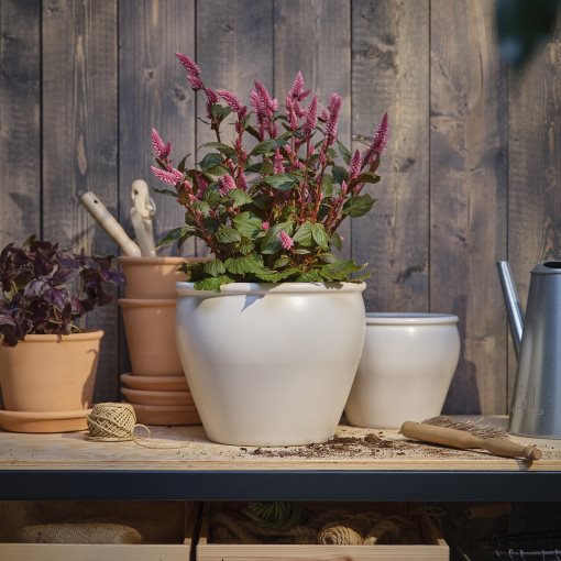 CELOSIA, φυτό σε γλάστρα/Κήλεος, 19 cm, 306.239.93