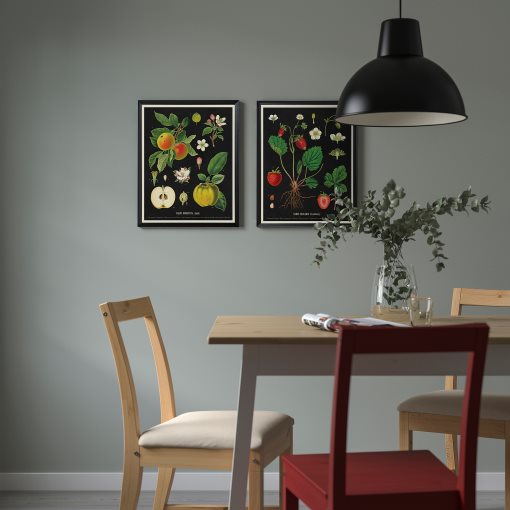 KNOPPÄNG, κορνίζα με πόστερ/παλιό φυτολόγιο, 40x50 cm, 505.788.95