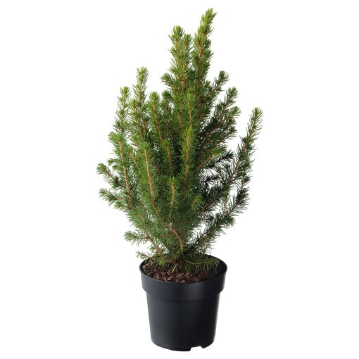 PICEAGLAUCACONICA, potted plant/White spruce, 15 cm, 506.403.31