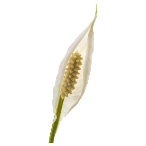 SPATHIPHYLLUM, φυτό σε γλάστρα, κρίνος, 601.449.01