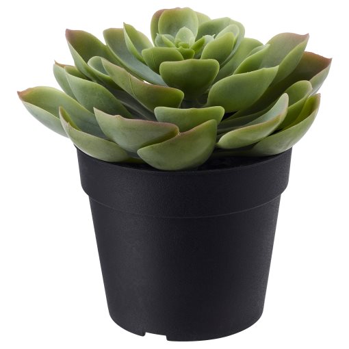 FEJKA, artificial potted plant in/outdoor, Succulent, 703.953.00