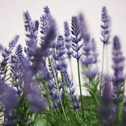 FEJKA, artificial potted plant in/outdoor/Lavender, 12 cm, 706.176.93