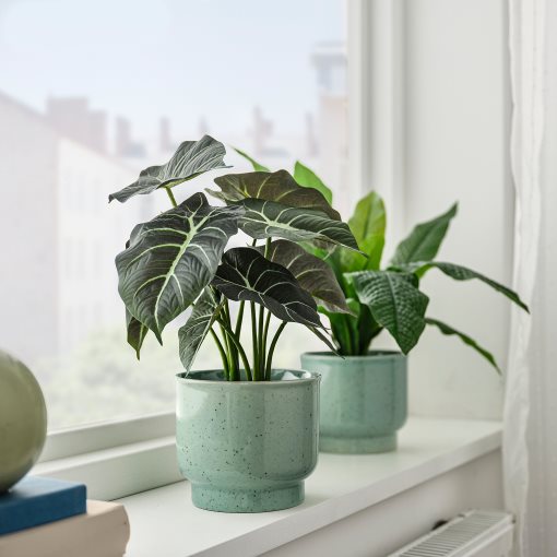 SAMMETSSYREN, plant pot in/outdoor, 12 cm, 706.425.79