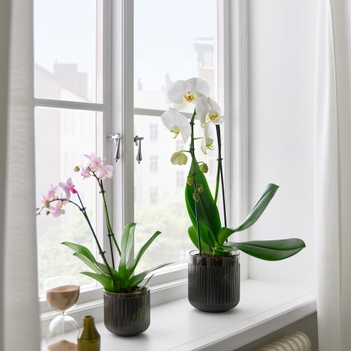 PHALAENOPSIS, Φυτό, Ορχιδέα, 803.291.64
