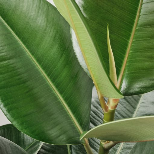 FICUS ELASTICA, potted plant/2 stems, 27 cm, 804.952.00