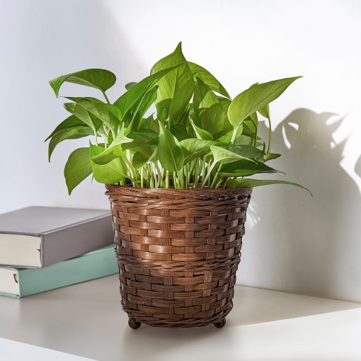 KLIBBAL, plant pot, 12 cm, 805.712.13