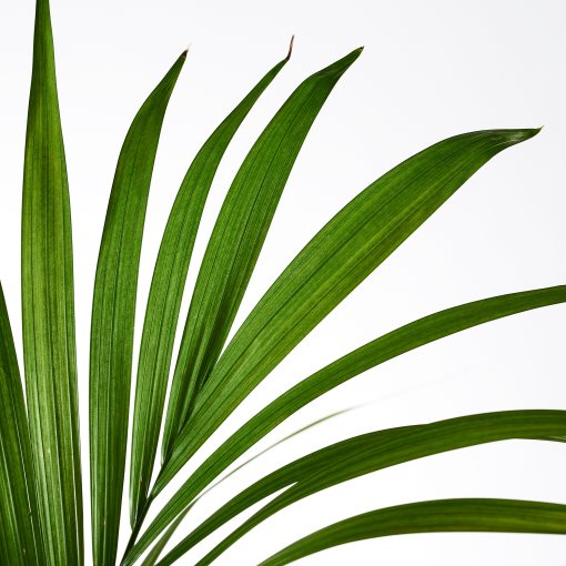 HOWEA FORSTERIANA, potted plant, 24cm, 805.801.99