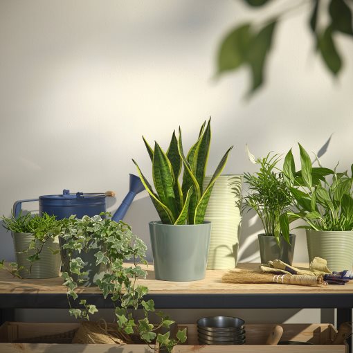 SOJABÖNA, plant pot, 15 cm, 805.865.73