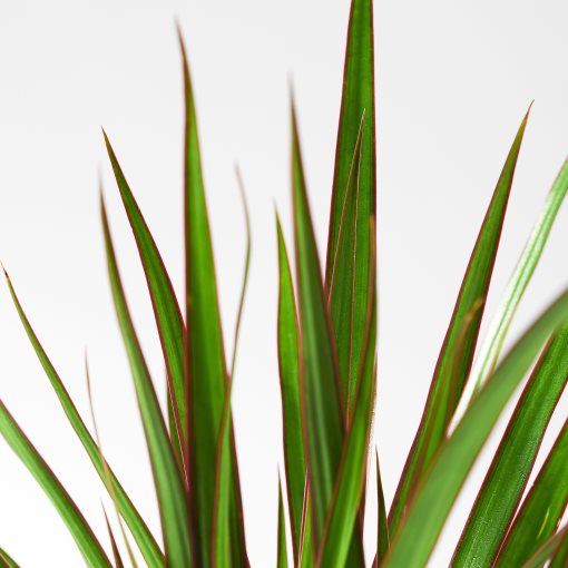 DRACAENA, potted plant/Dragon tree, 9 cm, 805.986.89