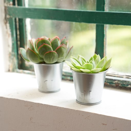 ÅKERBÄR, plant pot/in/outdoor, 6 cm, 905.371.53