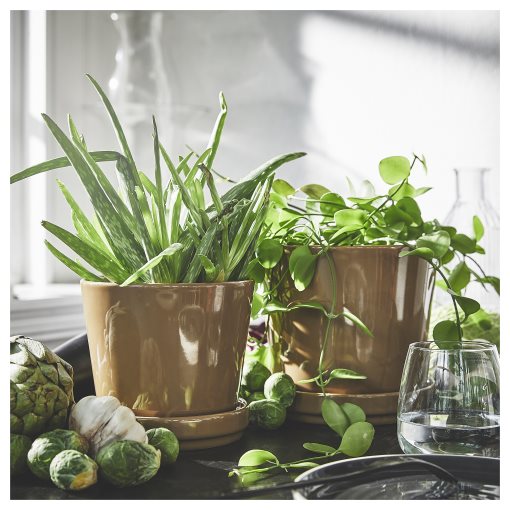 CITRUSFRUKT, plant pot with saucer in/outdoor, 12 cm, 905.515.73