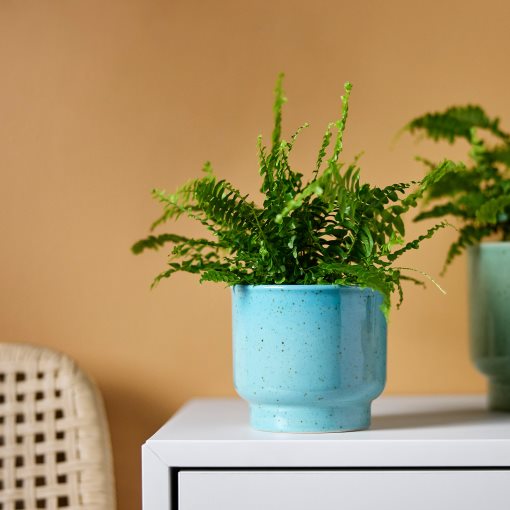 SAMMETSSYREN, plant pot in/outdoor, 9 cm, 906.425.83