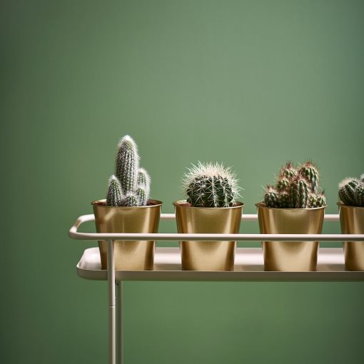 CACTACEAE, potted plant, 003.109.60