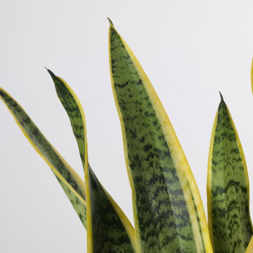 SANSEVIERIA, φυτό σε γλάστρα, Sanseveria, 004.210.29