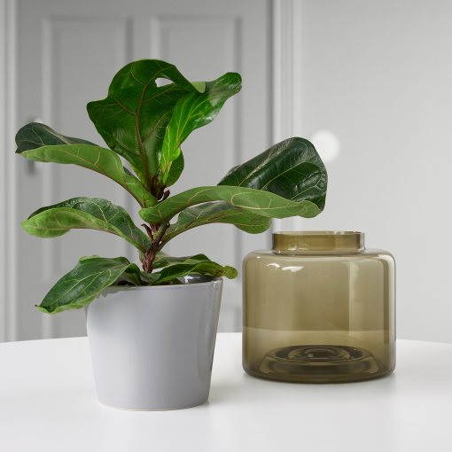SKOGSVINBÄR, plant pot in/outdoor, 12 cm, 005.084.47