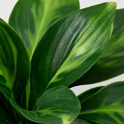 FEJKA, artificial potted plant in/outdoor/plantain lily, 9 cm, 006.107.51