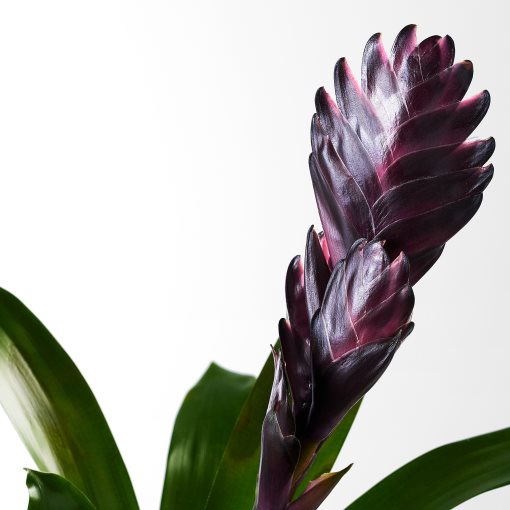 BROMELIACEAE, potted plant, Bromeliad, 102.546.85