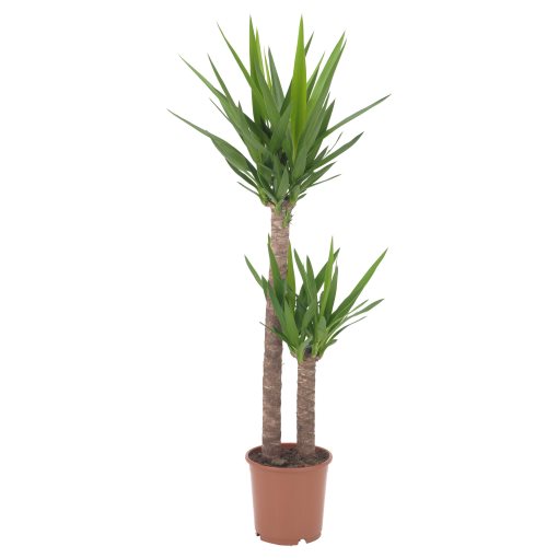 YUCCA, φυτό, 103.293.08