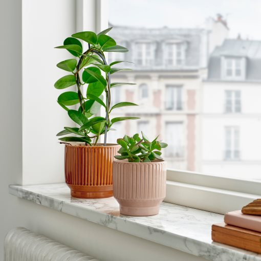 HONUNGSPALM, plant pot in/outdoor, 9 cm, 105.957.88